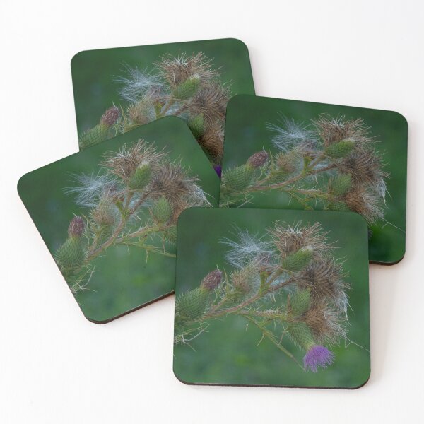 Item preview, Life Cycle of Canadian Thistles designed and sold by Gerda Grice Photography.