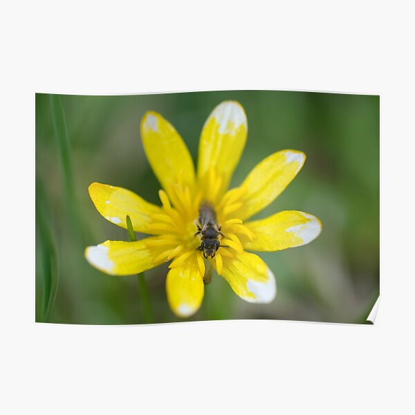 Bee on Lesser Celandine Poster