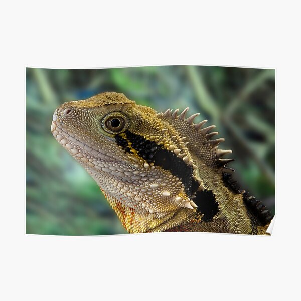 Eastern Water Dragon, Physignathus lesueurii Poster
