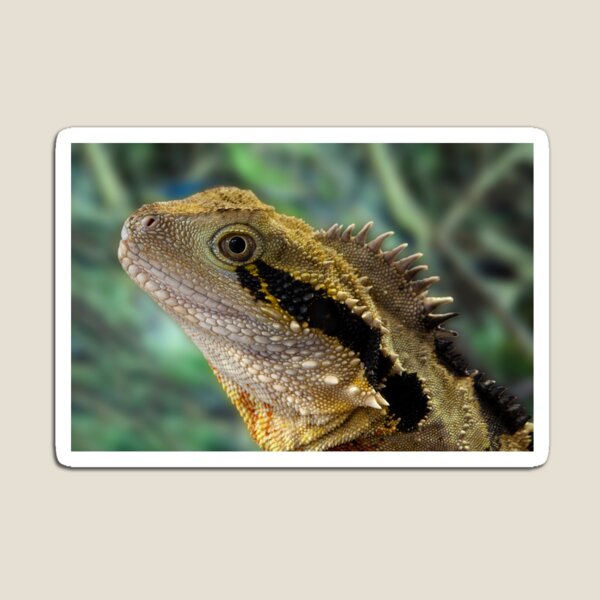 Eastern Water Dragon, Physignathus lesueurii Magnet