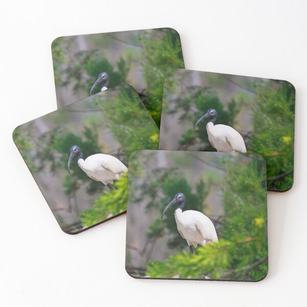 Item preview, White Ibis  designed and sold by Bevlea Ross.