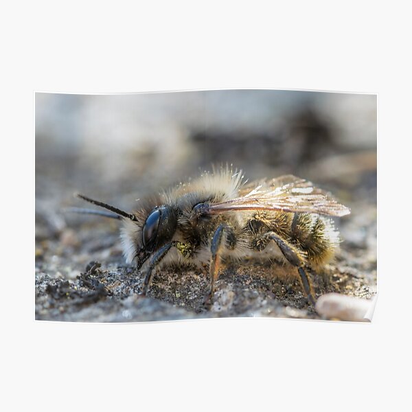 Ol' Osmia Poster