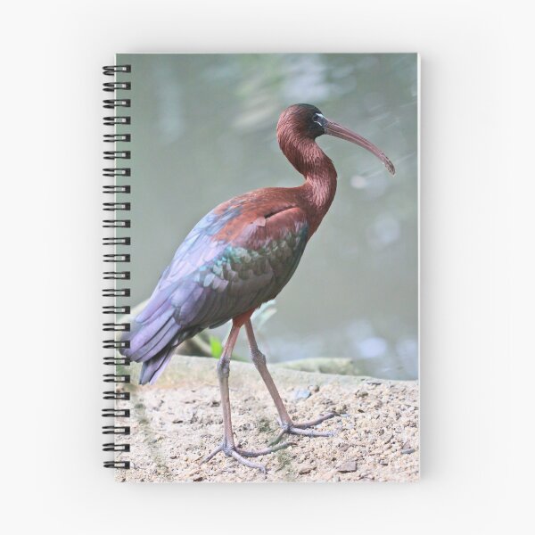 Item preview, Glossy Ibis designed and sold by Bevlea Ross.