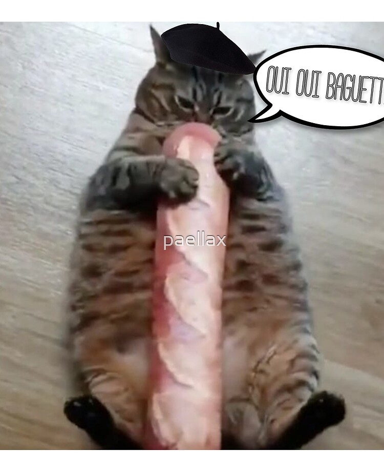 cat with baguette