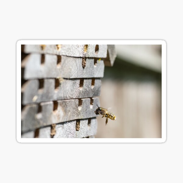 Female Mason Bee brings home the mud Sticker