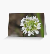 White Greeting Card
