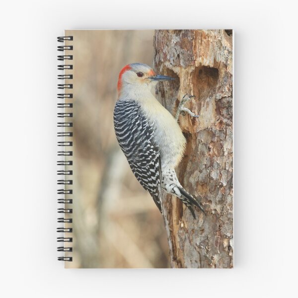 Item preview, Red Bellied Woodpecker  designed and sold by Chris Coates Photography.com.