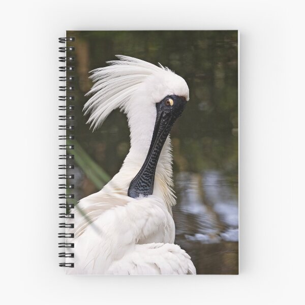 Item preview, Royal Spoonbill designed and sold by Bevlea Ross.