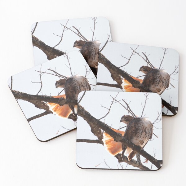 Item preview, Red-Tailed Hawk in the Sun designed and sold by Dustin  Neild.