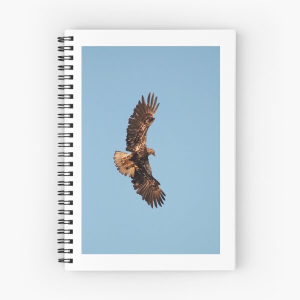 Item preview, Golden Eagle Looking for Prey at Cannon Beach designed and sold by thatche2.