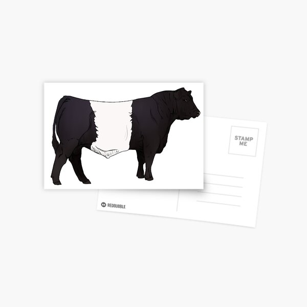 Belted Galloway Bull Postcard