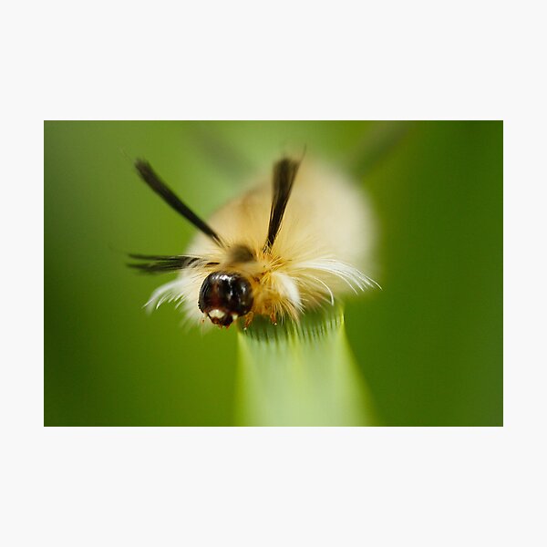 Item preview, Fuzzy and on the Move designed and sold by Peyton Duncan.