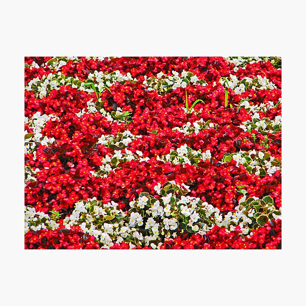 Item preview, Spring Flowers designed and sold by michael6076.