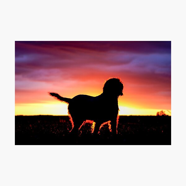 Spinone Sunset Silhouette Photographic Print
