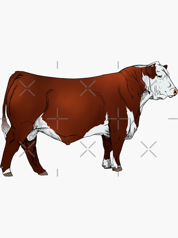 "Hereford Bull" Sticker for Sale by mwinter2205 Redbubble