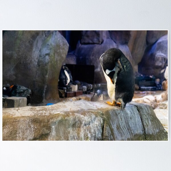cute penguin in a zoo Poster