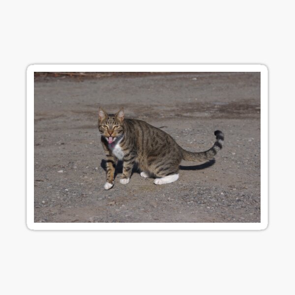 Cheeky cat Sticker