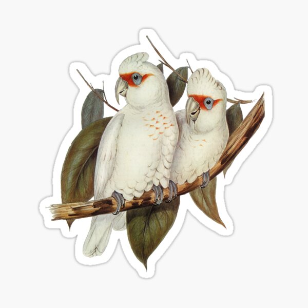 Item preview, Long-billed Cockatoo (Licmetis nasicus) designed and sold by Flamin' Galah.