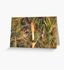 Emerging Reed Greeting Card