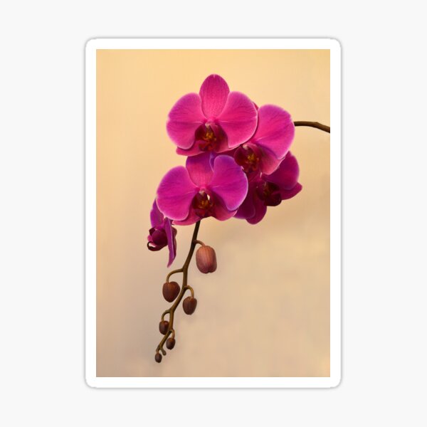 Magenta Phalaenopsis Sticker