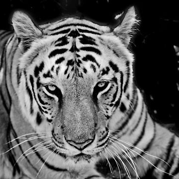 Artwork thumbnail, Stripes by Ravi Ghattamaneni