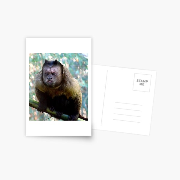 I'm not the Devil Postcard