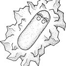 Pseudomonas syringae by Frank Santoriello