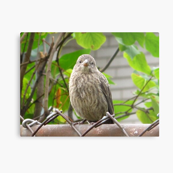 Item preview, Yo! Did you know the birdbath was empty huh? designed and sold by MarianBendeth.