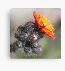 beauty out of the beast Canvas Print