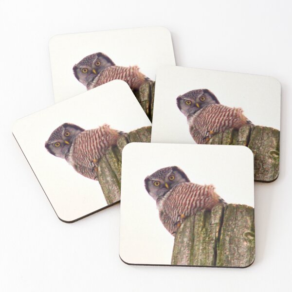 Item preview, Barred Owl designed and sold by colorfulbundles.