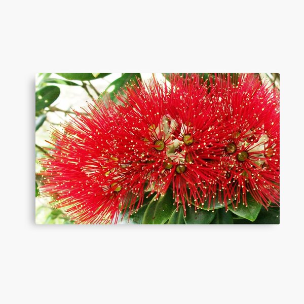 New Zealand Pohutukawa Canvas Print