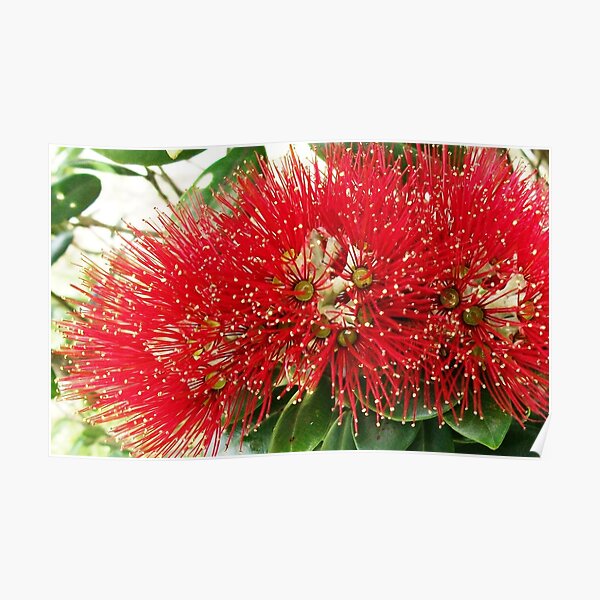 New Zealand Pohutukawa Poster