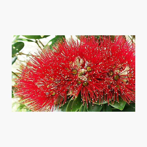 New Zealand Pohutukawa Photographic Print