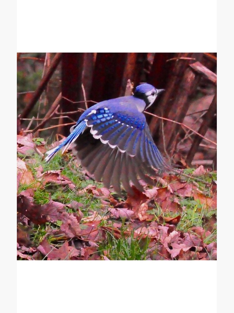 Totem bird_blue Jays_by Yannis Lobaina by lobaina1979