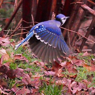 Artwork thumbnail, Totem bird_blue Jays_by Yannis Lobaina by lobaina1979