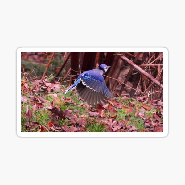 Totem bird_blue Jays_by Yannis Lobaina Sticker