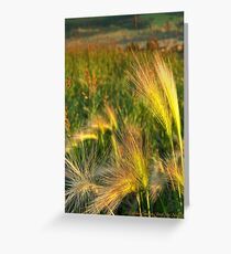 Foxtails Greeting Card