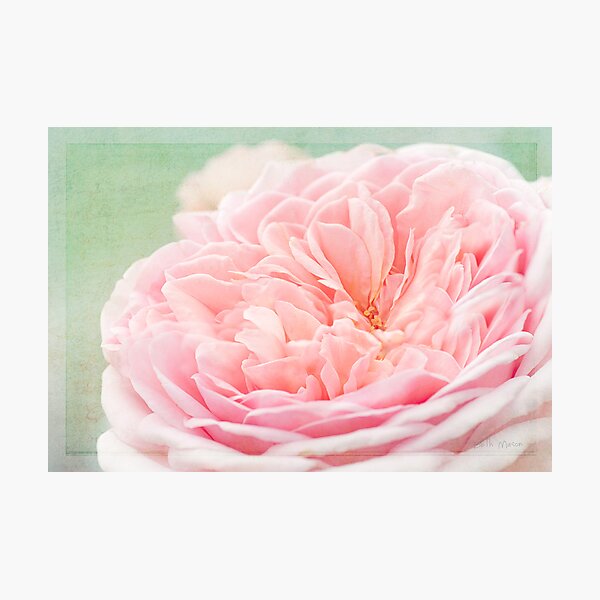 French Kiss Rose Photographic Print