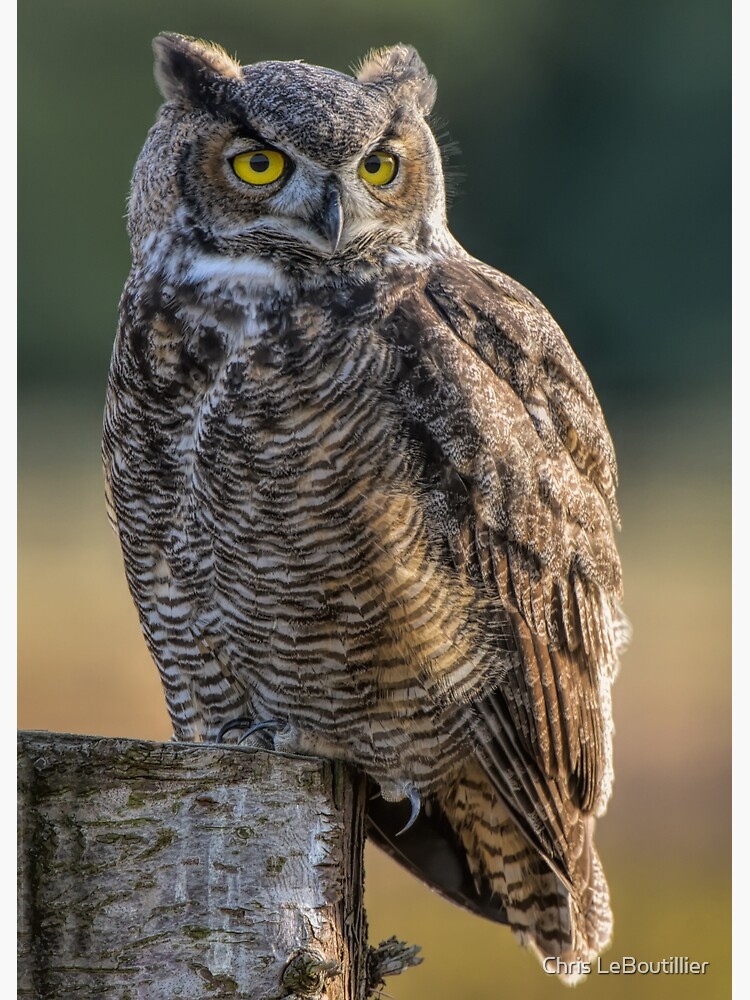Great Horned Owl by C-LeBoutillier