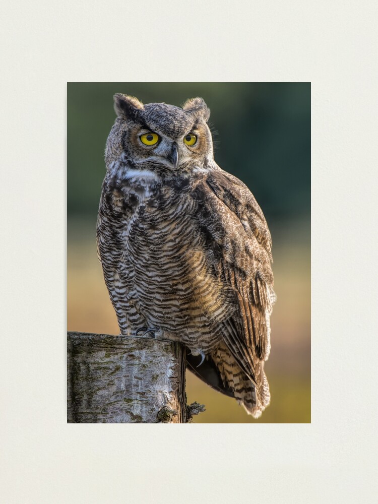 Alternate view of Great Horned Owl Photographic Print