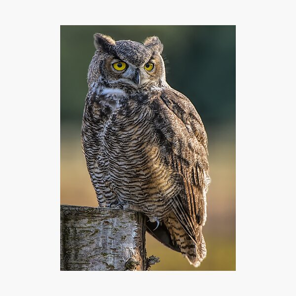 Great Horned Owl Photographic Print