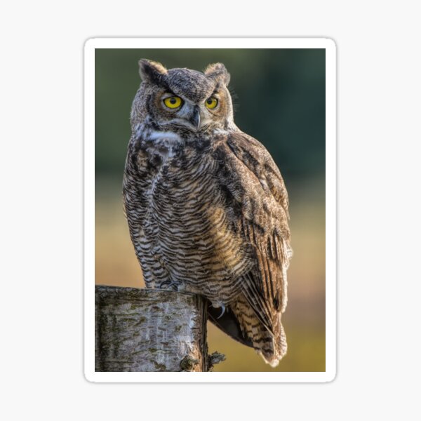 Great Horned Owl Sticker