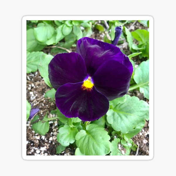 Purple Flower at The Alamo Sticker