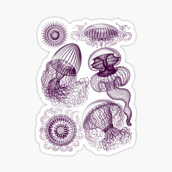 Item preview, Ernst Haeckel Jellyfish Leptomedusae Fuchsia  designed and sold by aimeewilson.