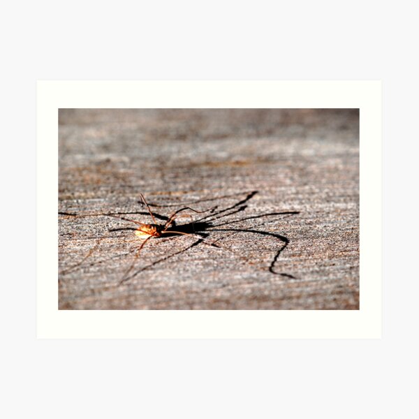 Daddy Long Legs Art Print
