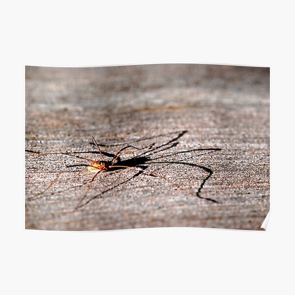 Daddy Long Legs Poster