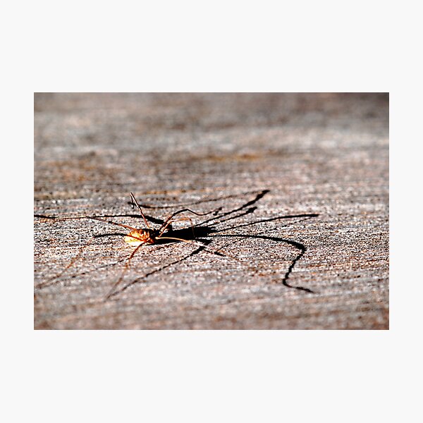 Daddy Long Legs Photographic Print