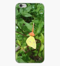 Cloudless Sulphur butterfly in Mahogany Vine iPhone Case