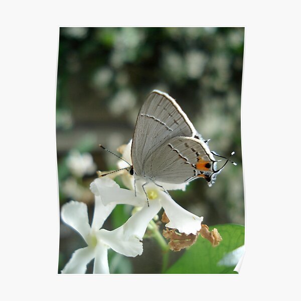 Gray Hairstreak on Jasmine Poster