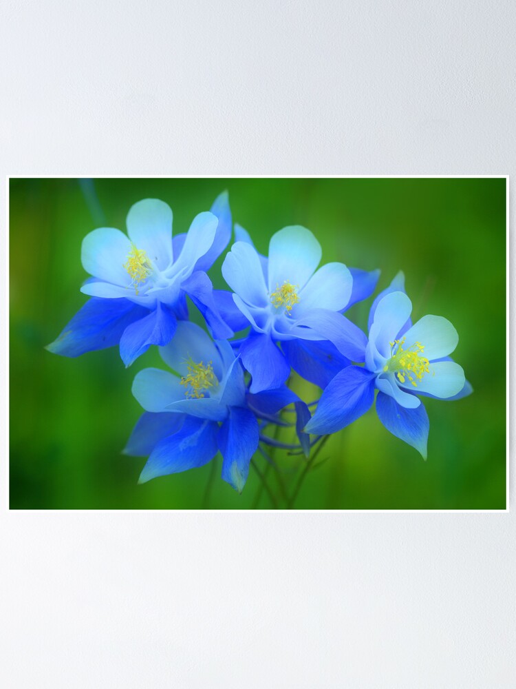 “Columbine Bouquet” Poster by SteveTaylor | Redbubble